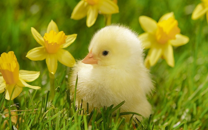birds-grass-spring-chickens-daffodils-yellow-flowers-wallpaper-173411