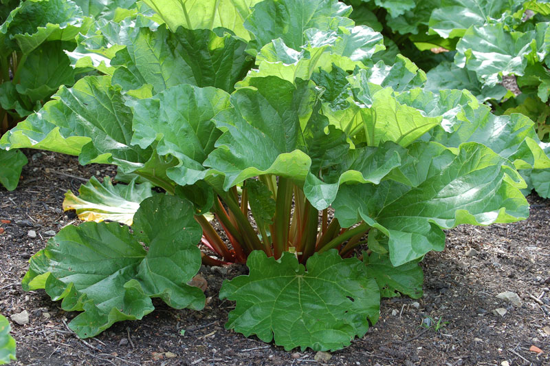 rhubarbplant