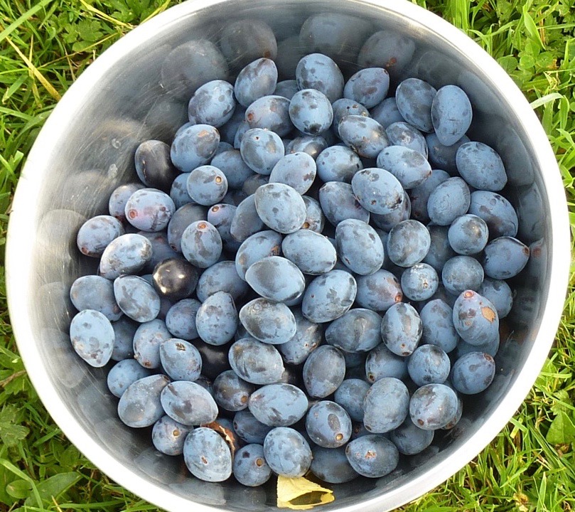damsons-in-the-bowl-1